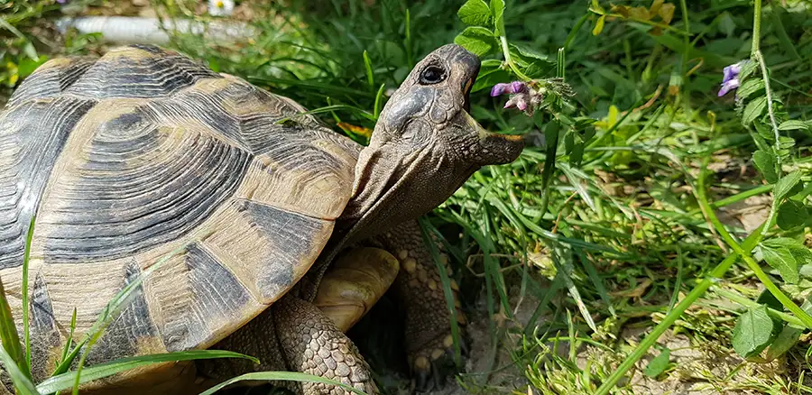 Schildkrötendialog - Coaching in der Natur